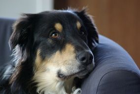 the dog is lying on the couch