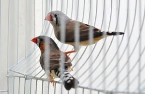 Two finches birds in a cage