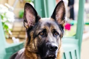 Close-up of the cute German Alsatian dog