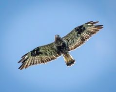 Rough-Legged Buzzard flying in blue sky