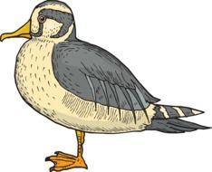 yellow and grey Duck, illustration