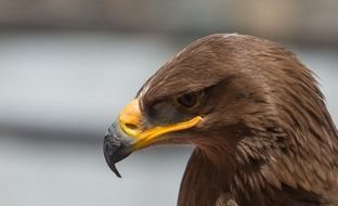 Portrait of the brown Eagle on Hawaii