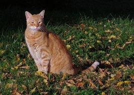 red cat on the autumn foliage