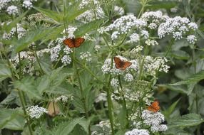 three orange butterflies on a flowering yarrow close-up