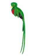 Quetzal Bird drawing