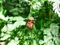 many mites on beetle