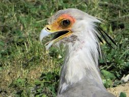 Sagittariidae bird