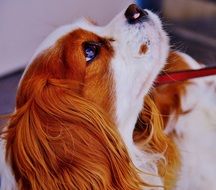 portrait of a cute cavalier king charles spaniel