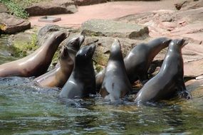 sea lions on the rocks near the shore