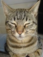 wondrous Cat Tabby