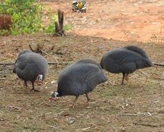 three grey guinea fowls on ground