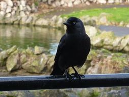 jackdaw on the background of beautiful nature