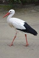 walking graceful stork