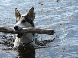 swimming dog with stick in the mouth