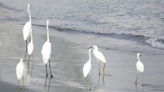 Herons Birds
