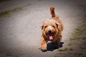 Norfolk Terrier walking on ground