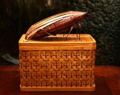 cockroach on wicker basket