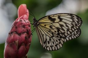 beautiful butterfly on the flower bulb