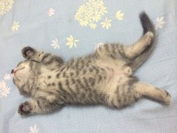 Young kitty lying