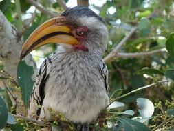 charming Hornbill Bird