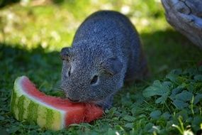 guinea pig is eating watermelon