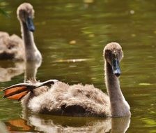 floating young swans