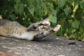 young cat playing with tree leaves