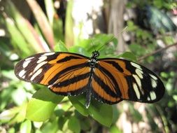 closeup picture of the Beautiful Tiger Butterfly On The Leaves