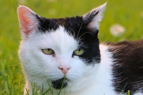 black and white cat with green eyes on the grass