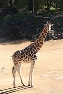 giraffe in the zoo