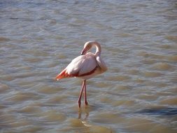 pink flamingo stands in the water in the lake