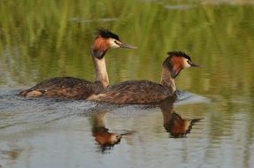 Beautiful and colorful grebe birds on the water