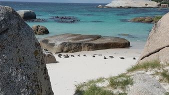 Boulders Beach Africa