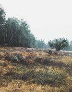 landscape of Living flock of deer in the wildlife