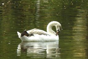 wondrous Water Swan