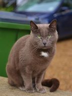 light brown kitten is sitting in front of house