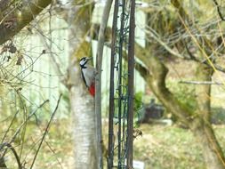 colorful great spotted woodpecker