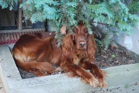 Irish Setter Dog