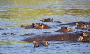 hippos swim in the water