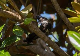 Beautiful Eastern whip bird in Australia