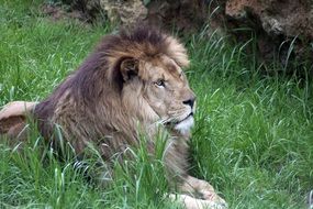 proud Leon in Zoo portrait