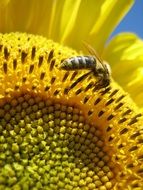 bee on the afternoon glider in the sunlight