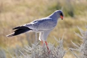 white falcon in national park in Africa