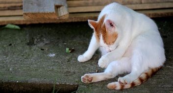 Cat White licking herself