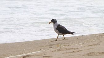 seagull walks on the beach near the water