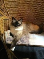 Himalayan cat at home