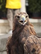 eagle with open beak