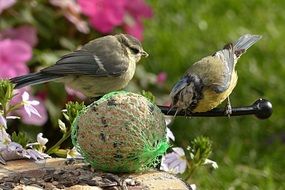 blue tits eating fat ball