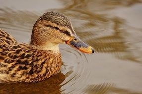 Duck on the water at the lake