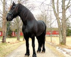 black farm horse